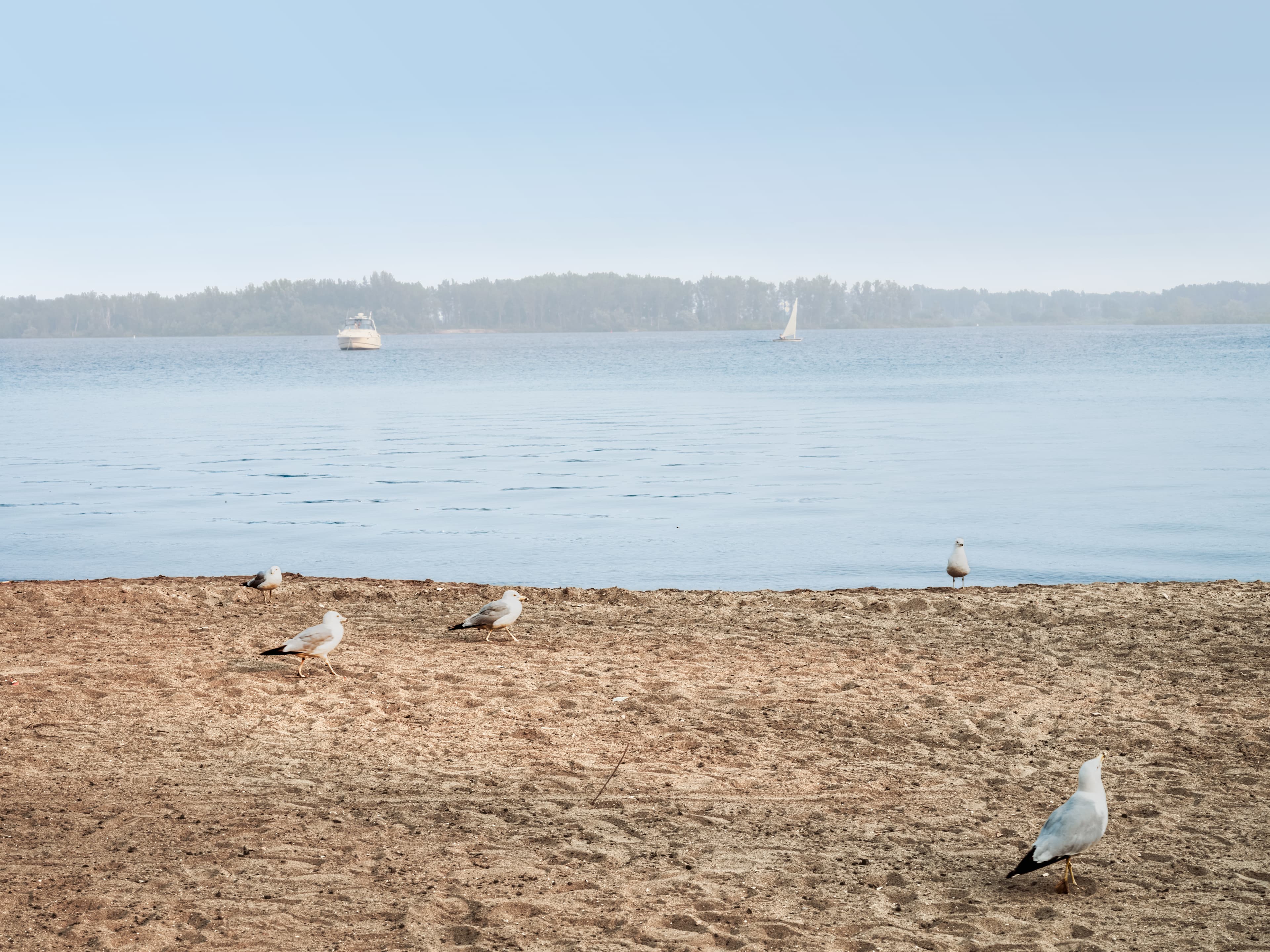 A flock of seagulls enjoying everything that the beach has to offer