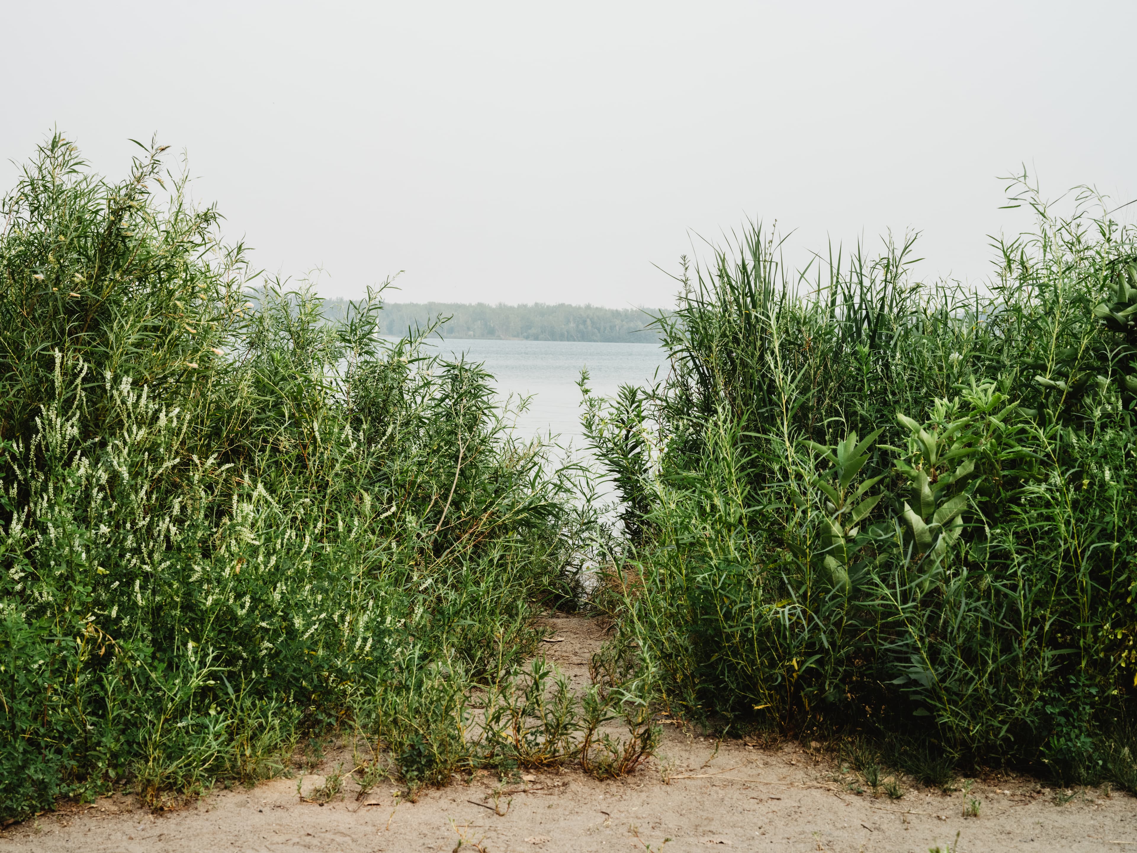 A desire path cutting through tall grass and shrubbery on a beach with a lake on the horizon